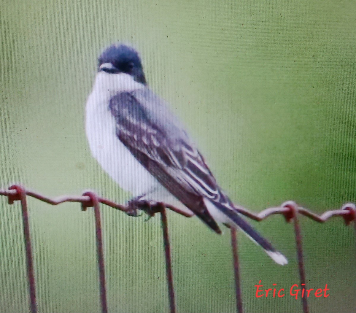 Eastern Kingbird - Éric giret