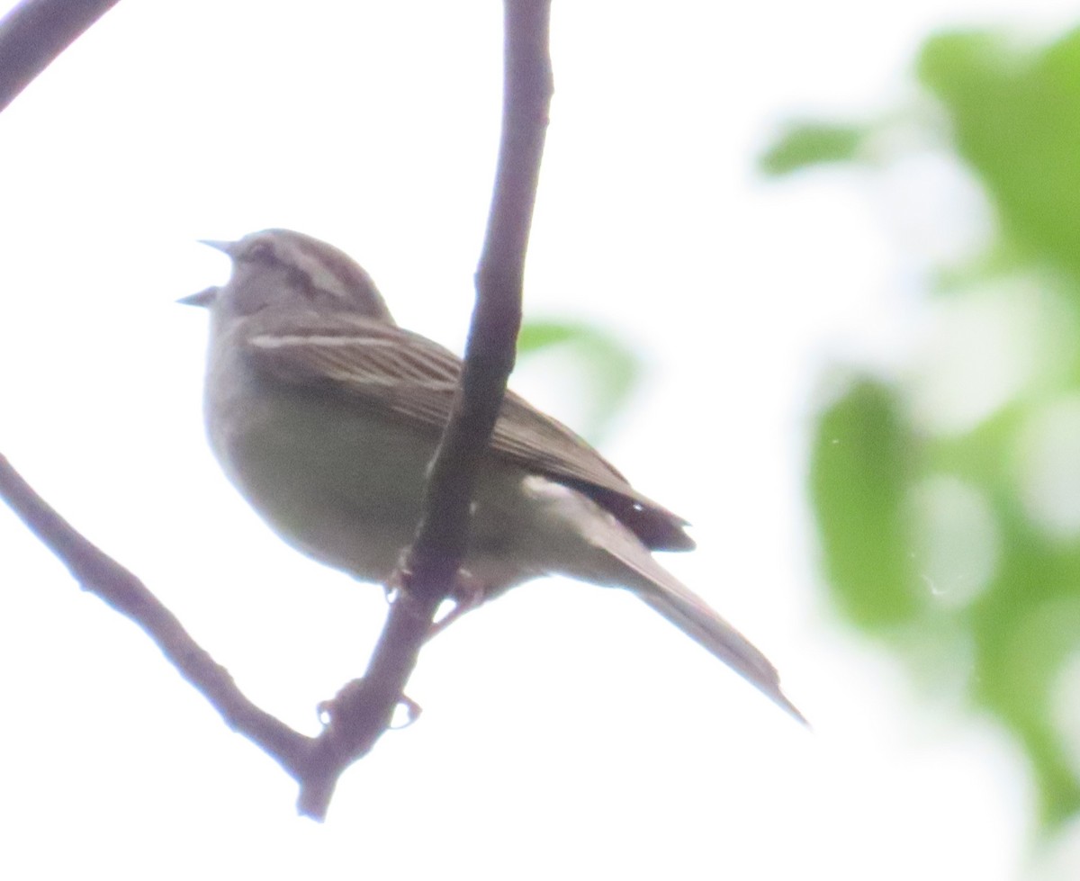 Chipping Sparrow - ML618984348