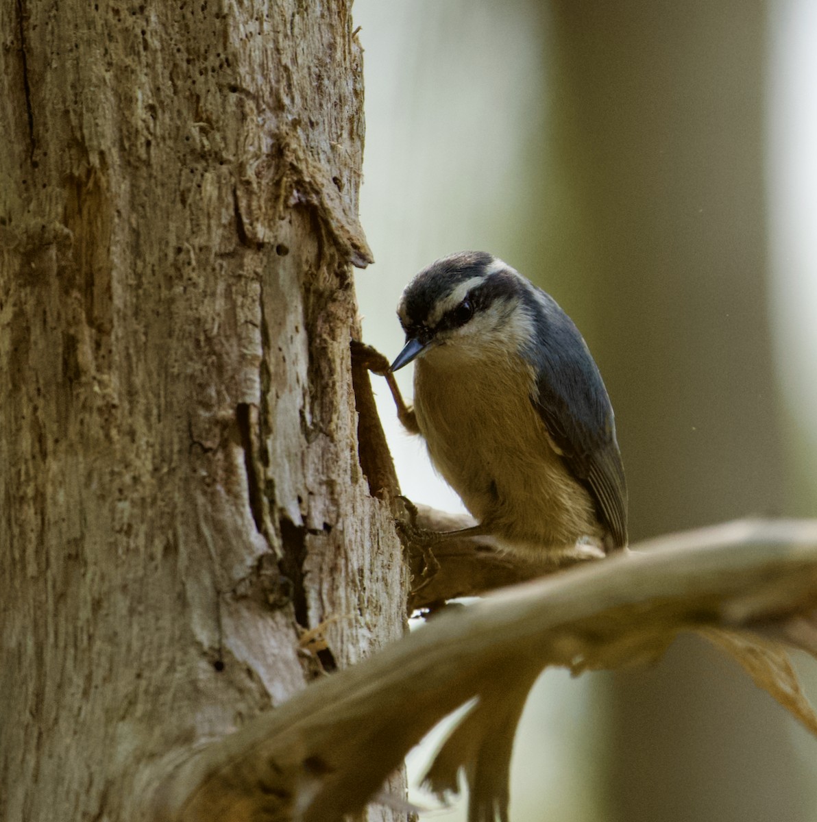 Red-breasted Nuthatch - ML618984420