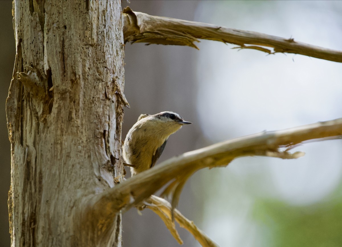Red-breasted Nuthatch - ML618984421