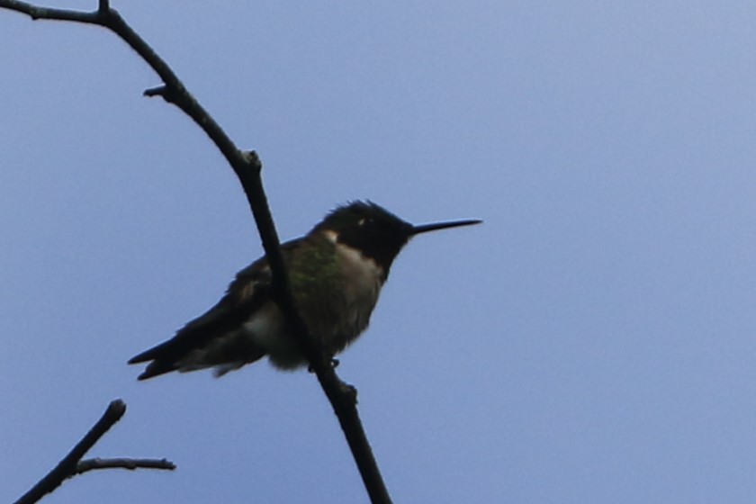 Ruby-throated Hummingbird - ML618984486