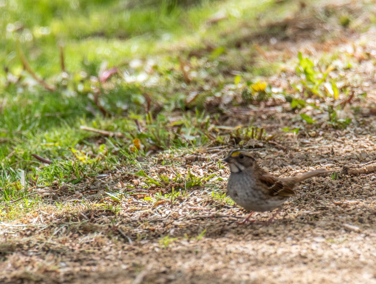 White-throated Sparrow - ML618984592