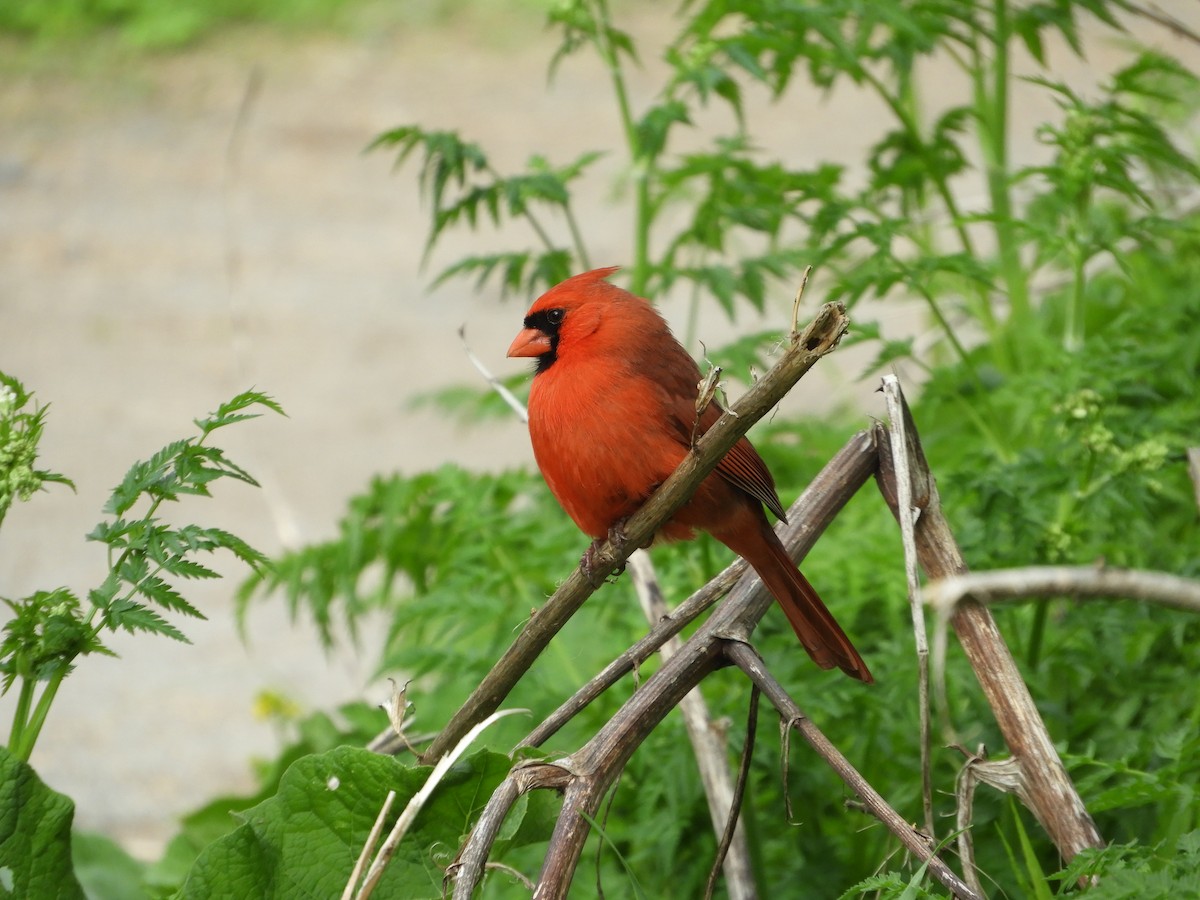 Northern Cardinal - Rick Bird