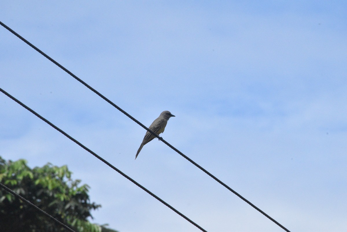 Tropical Mockingbird - ARNOLD RODRIGUEZ