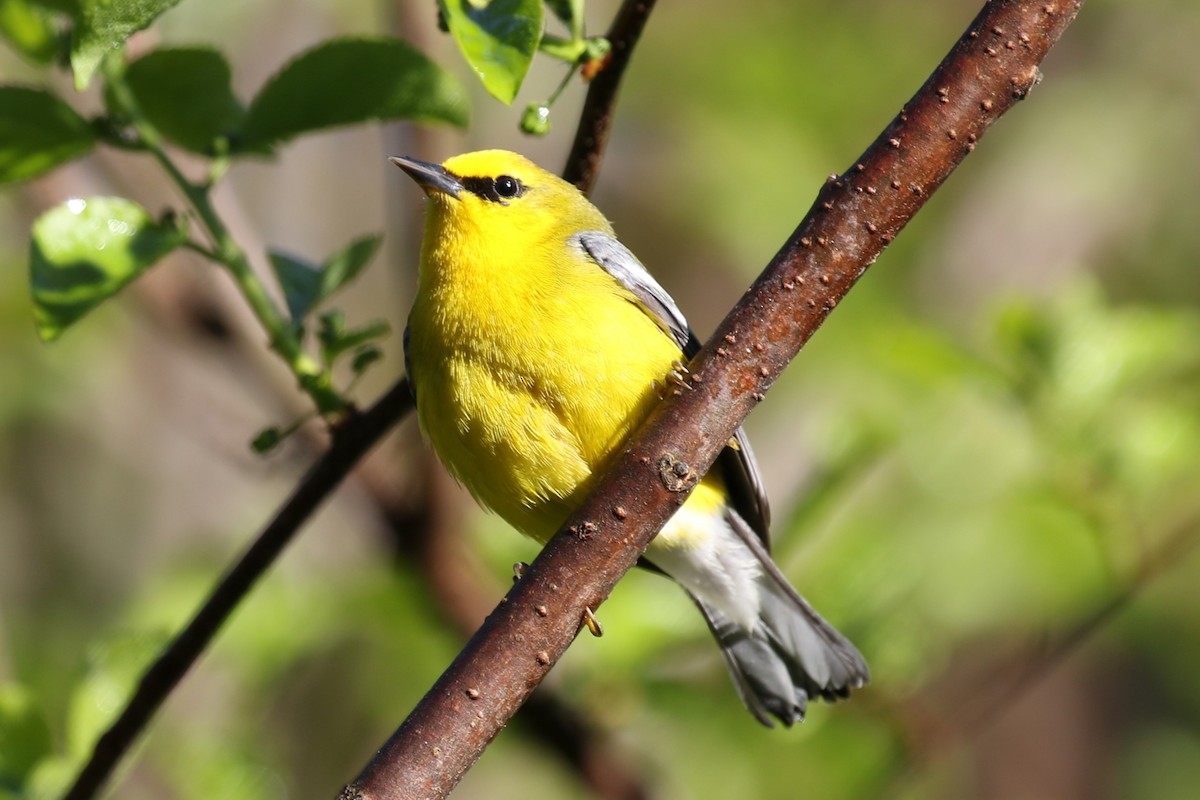 Blue-winged Warbler - Barry Fasciano