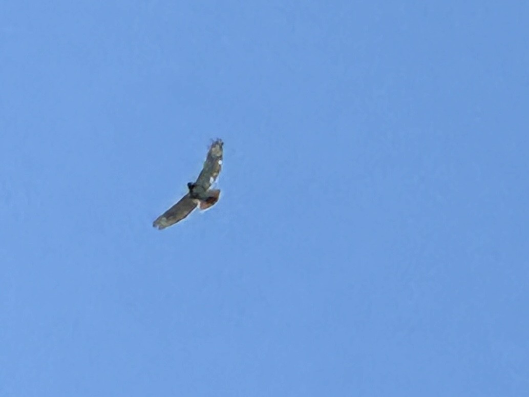Red-tailed Hawk - ML618984603