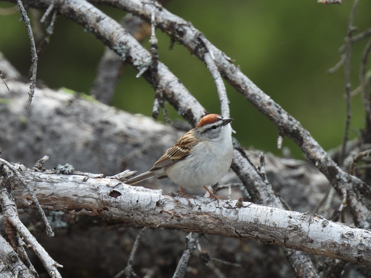 Chipping Sparrow - Renee Beaton