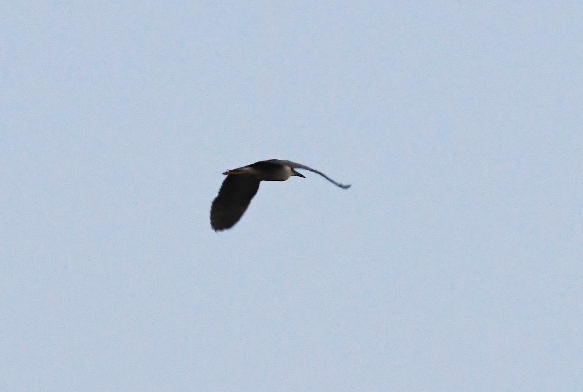 Black-crowned Night Heron - ML618984723