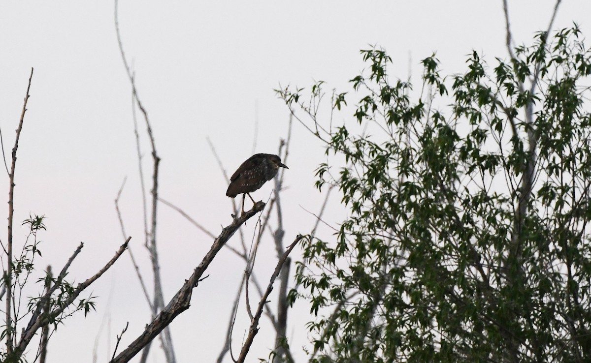 Black-crowned Night Heron - ML618984724