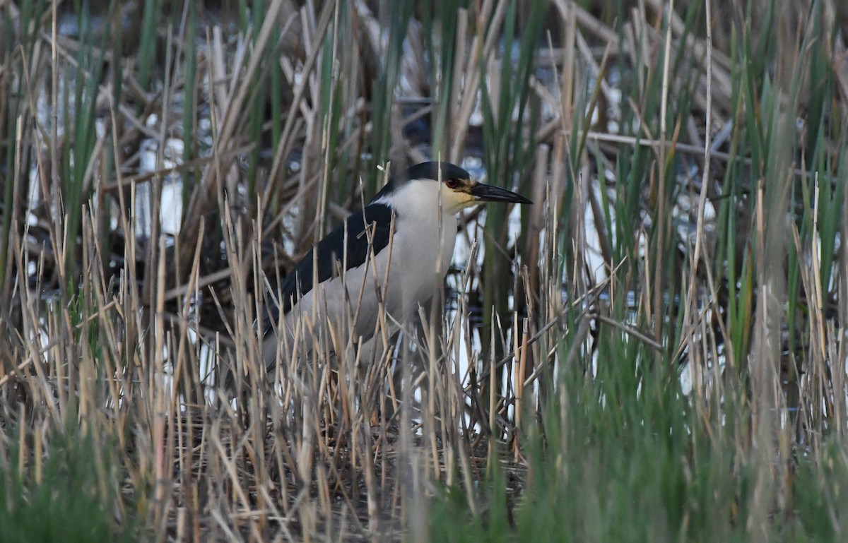 Black-crowned Night Heron - Colin Maguire