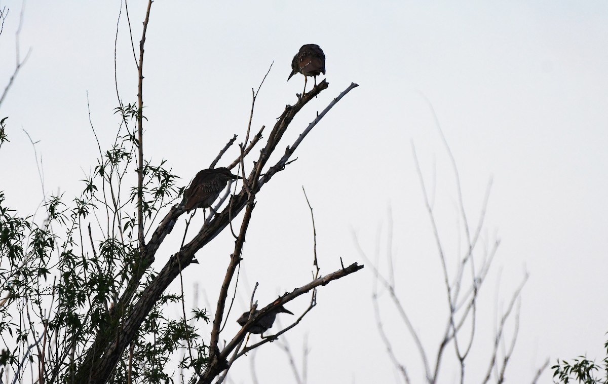 Black-crowned Night Heron - ML618984727