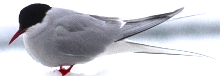 Arctic Tern - ML618984728