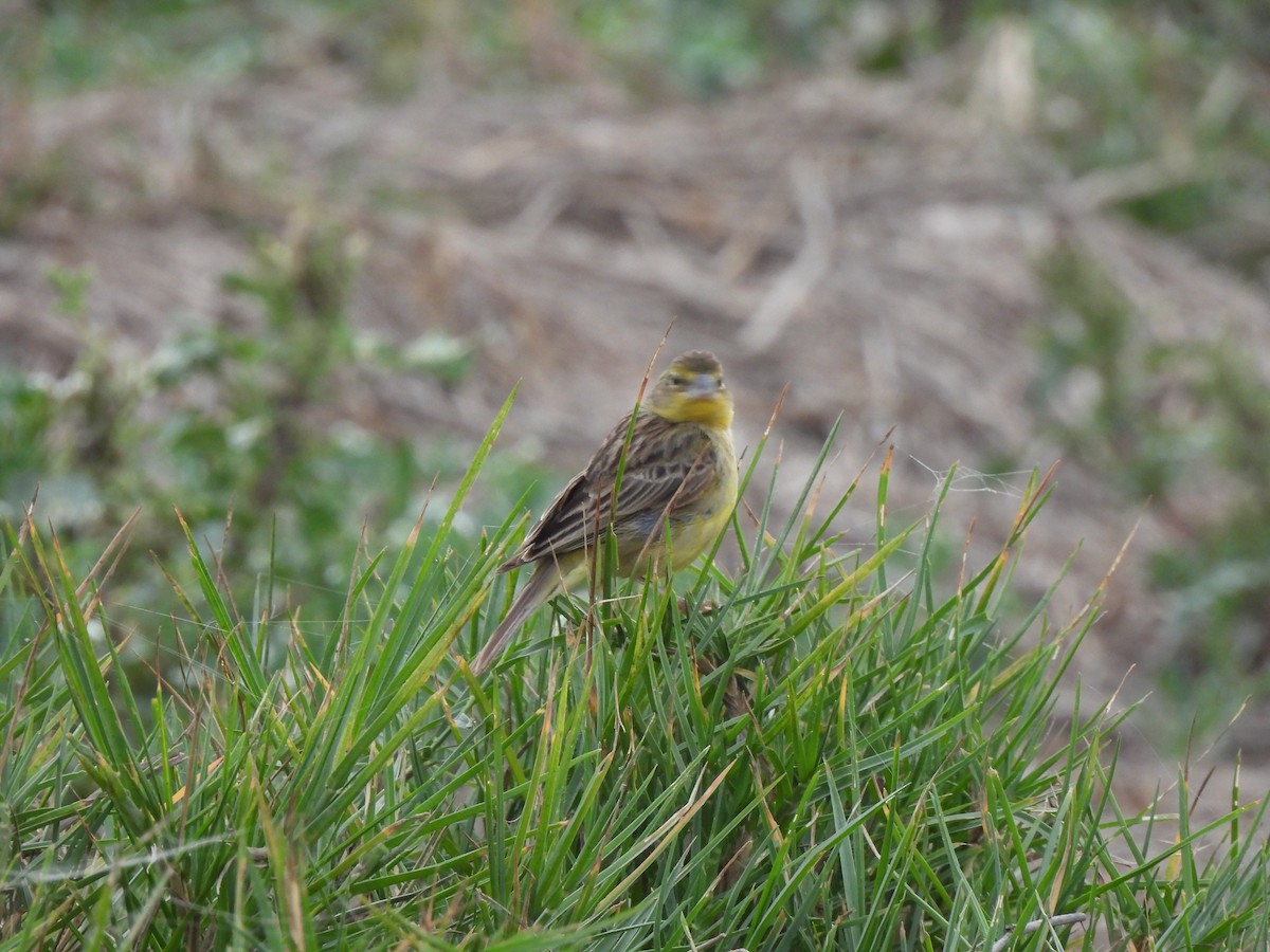 Grassland Yellow-Finch - ML618984731