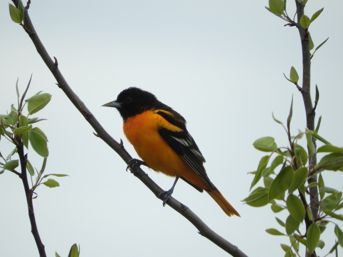 Baltimore Oriole - Rick Bird