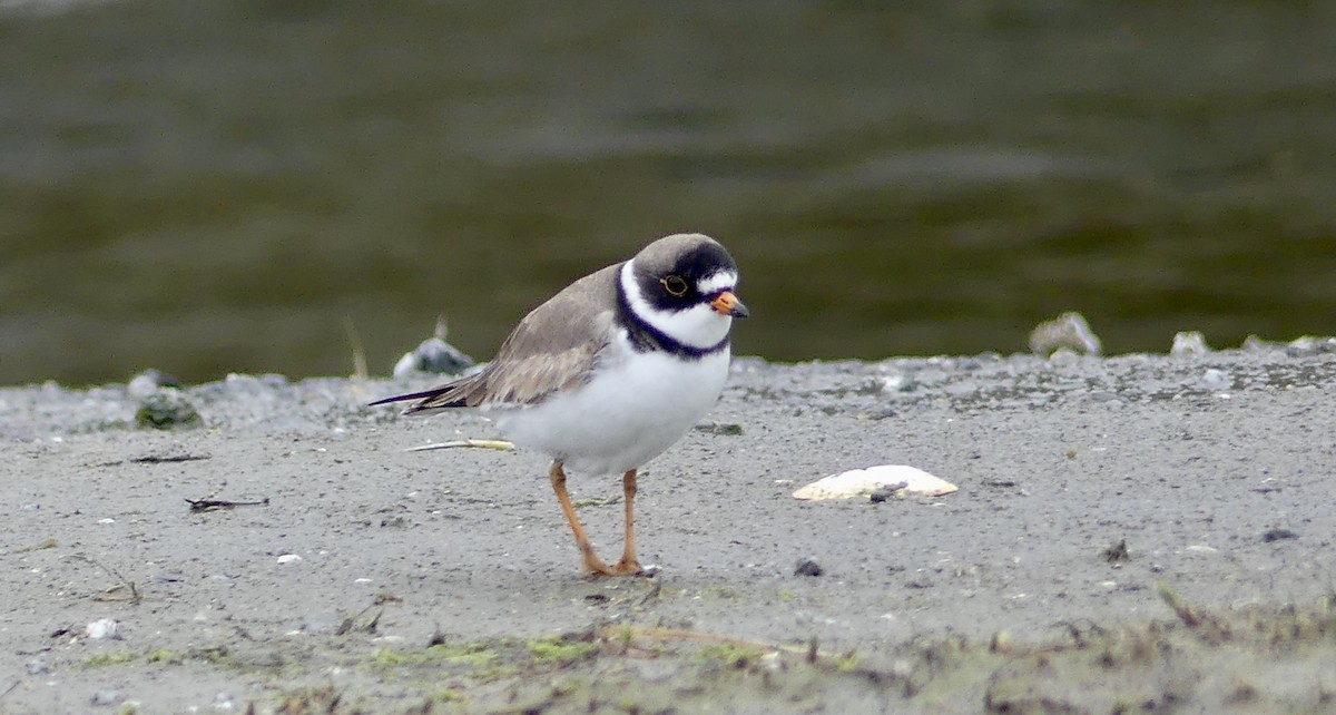 Semipalmated Plover - Mary McCafferty