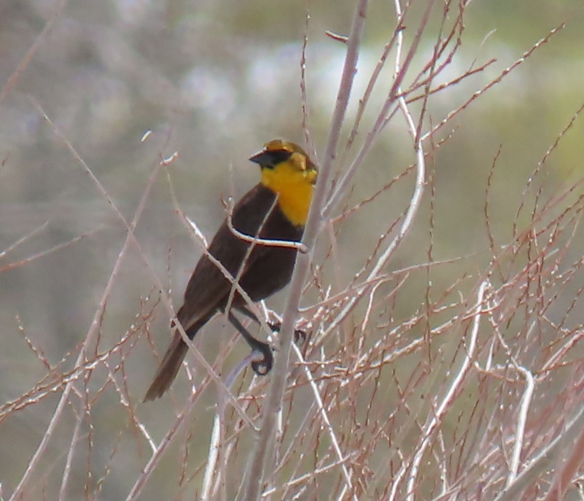 Yellow-headed Blackbird - David Orth-Moore
