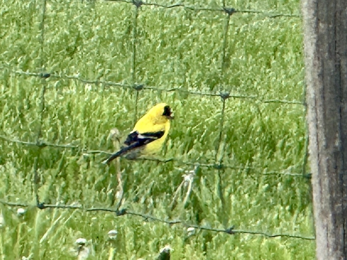 American Goldfinch - Jamie Stolley