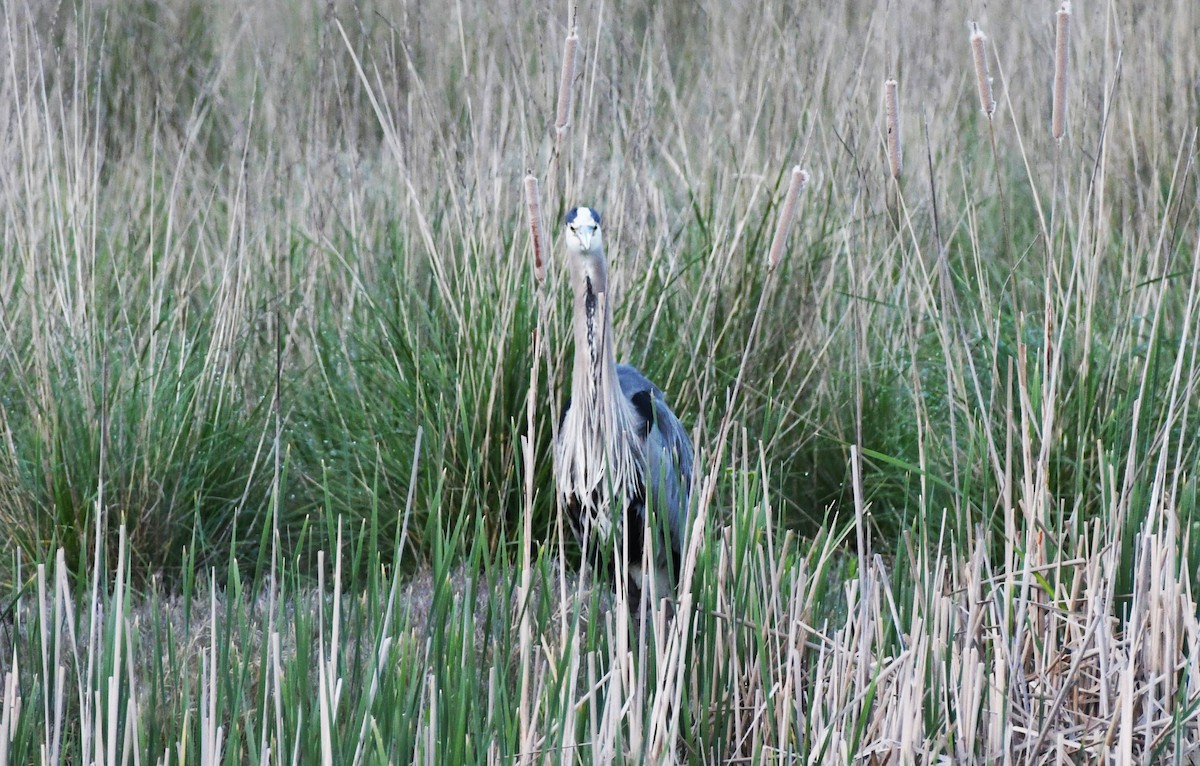 Great Blue Heron - Colin Maguire