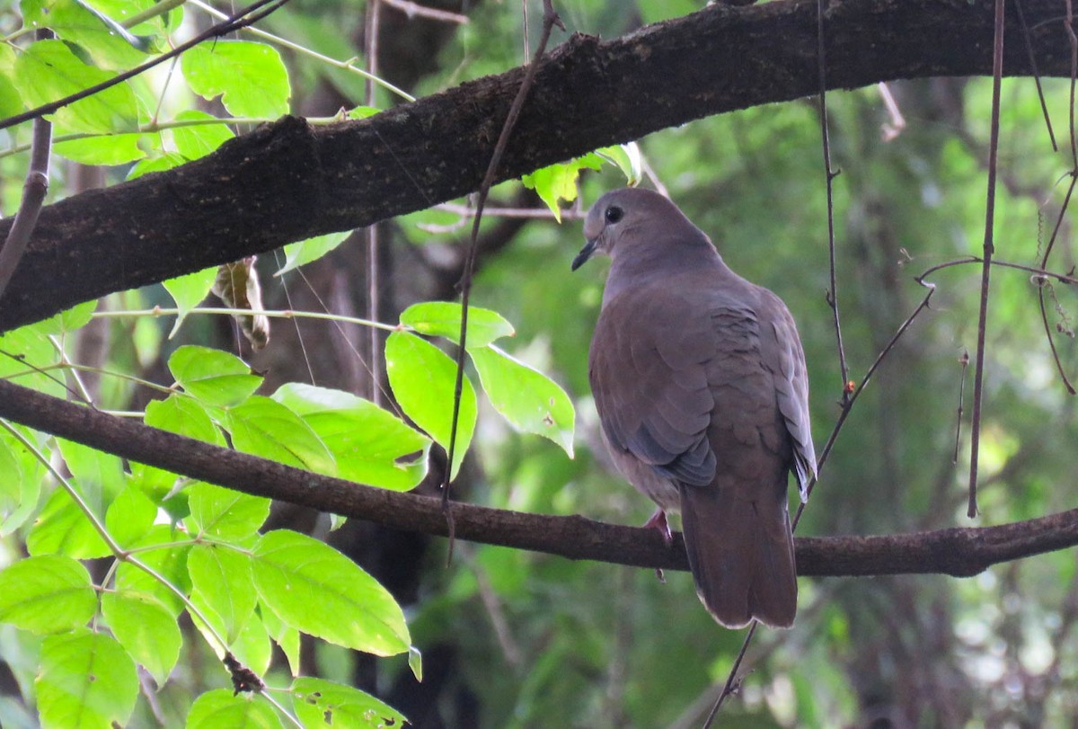 Large-tailed Dove - Numa Nazar
