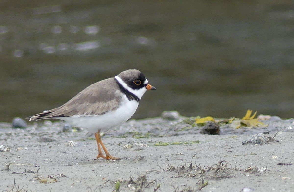 Semipalmated Plover - ML618984778