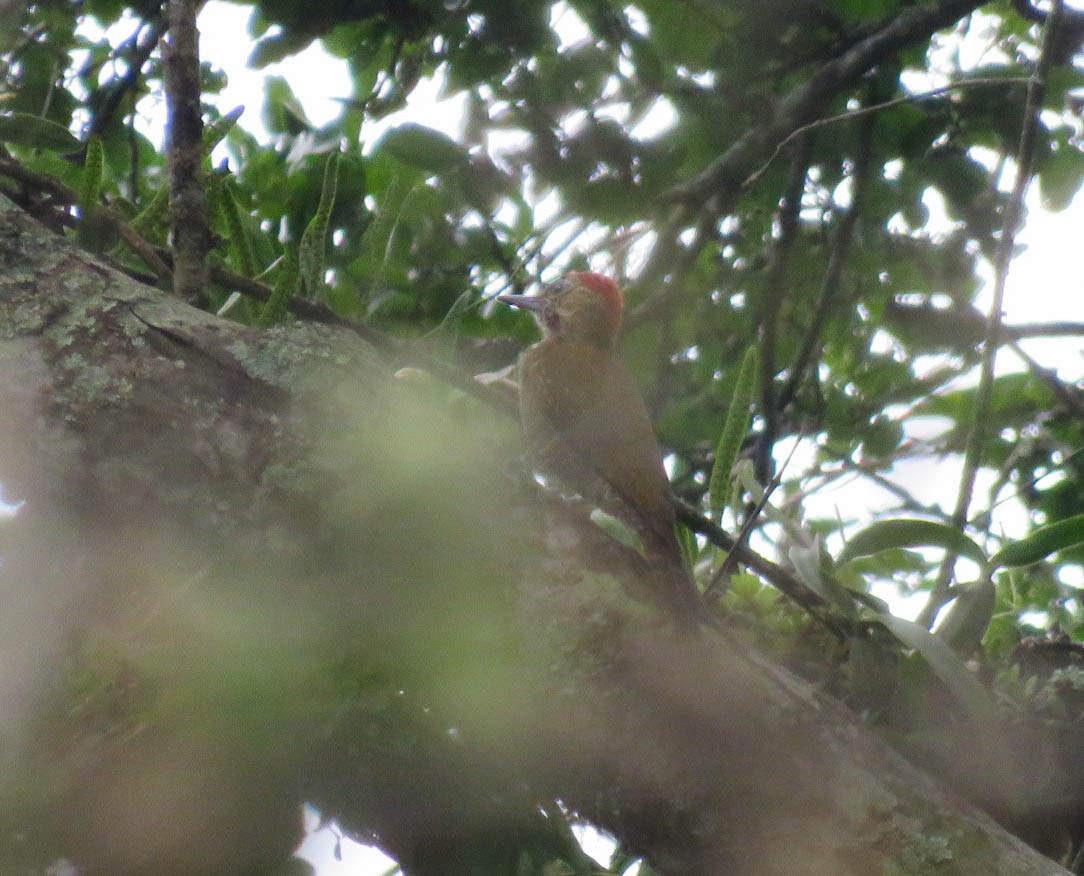 Dot-fronted Woodpecker - ML618984780