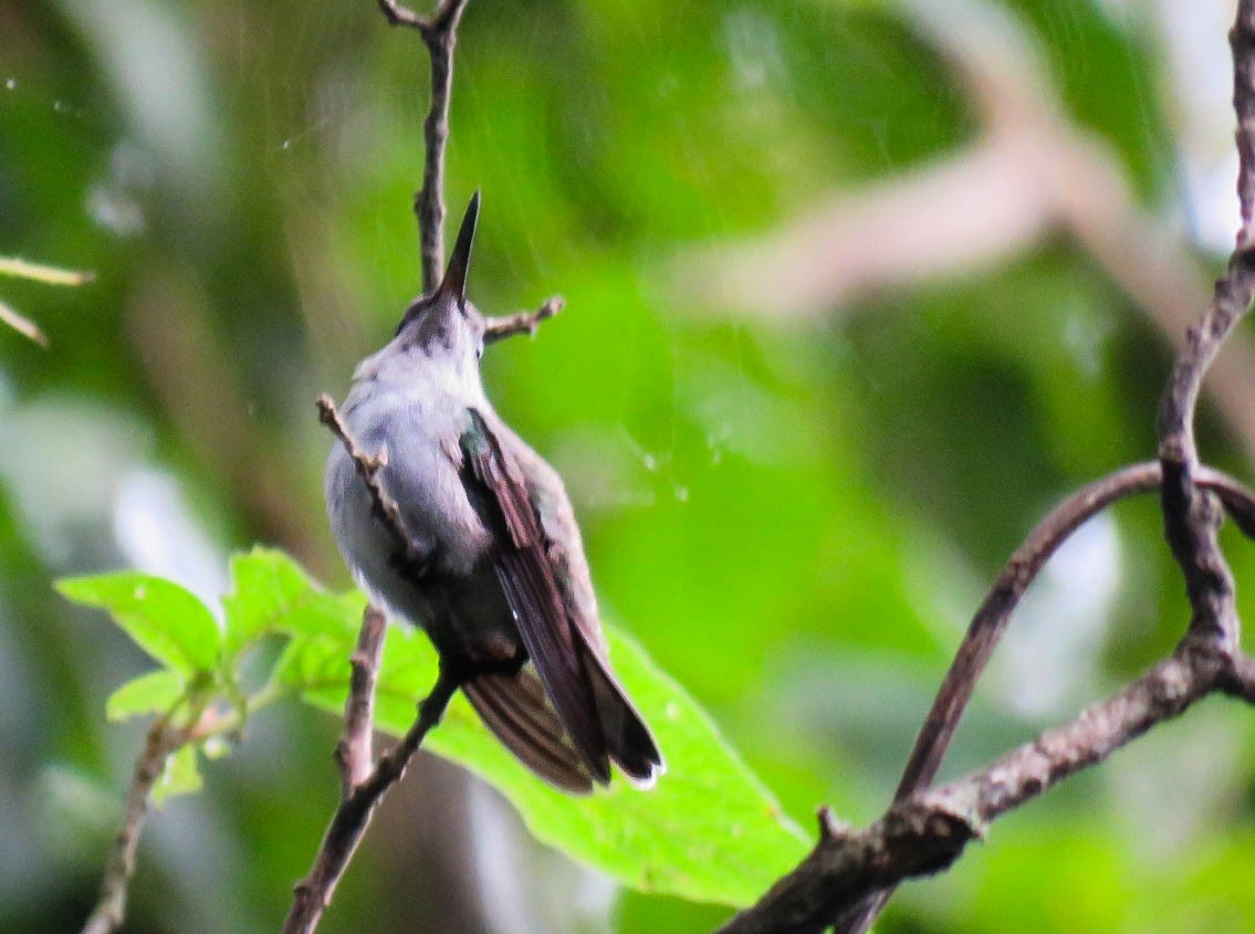 White-bellied Hummingbird - Numa Nazar