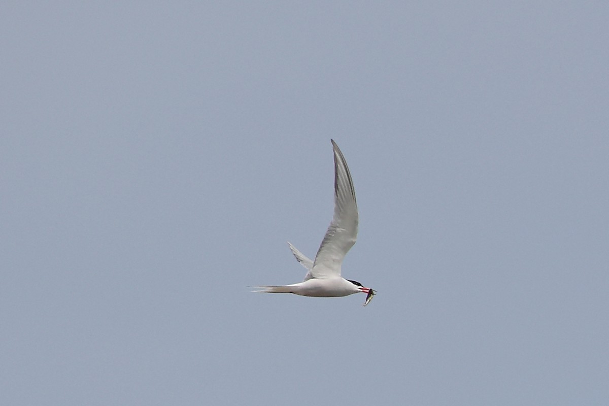 Common Tern - kosala rajapaksha
