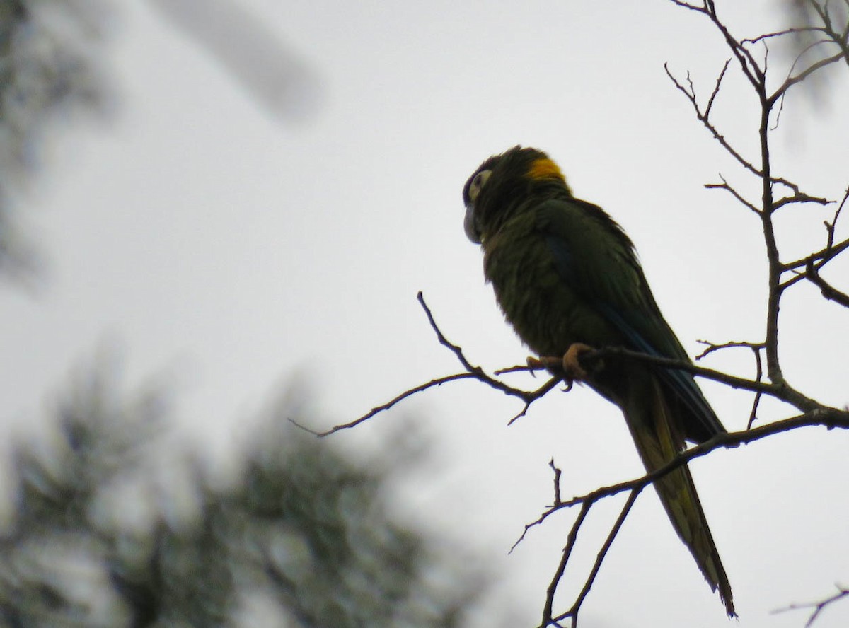 Yellow-collared Macaw - ML618984822