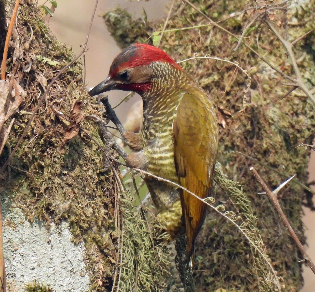 Golden-olive Woodpecker - ML618984949