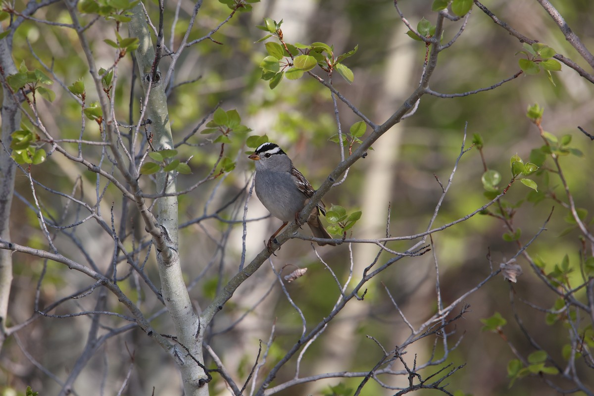 White-crowned Sparrow - ML618984962