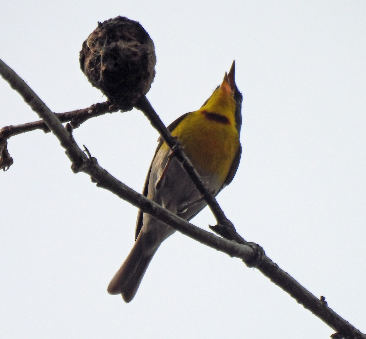 Crescent-chested Warbler - ML618985012
