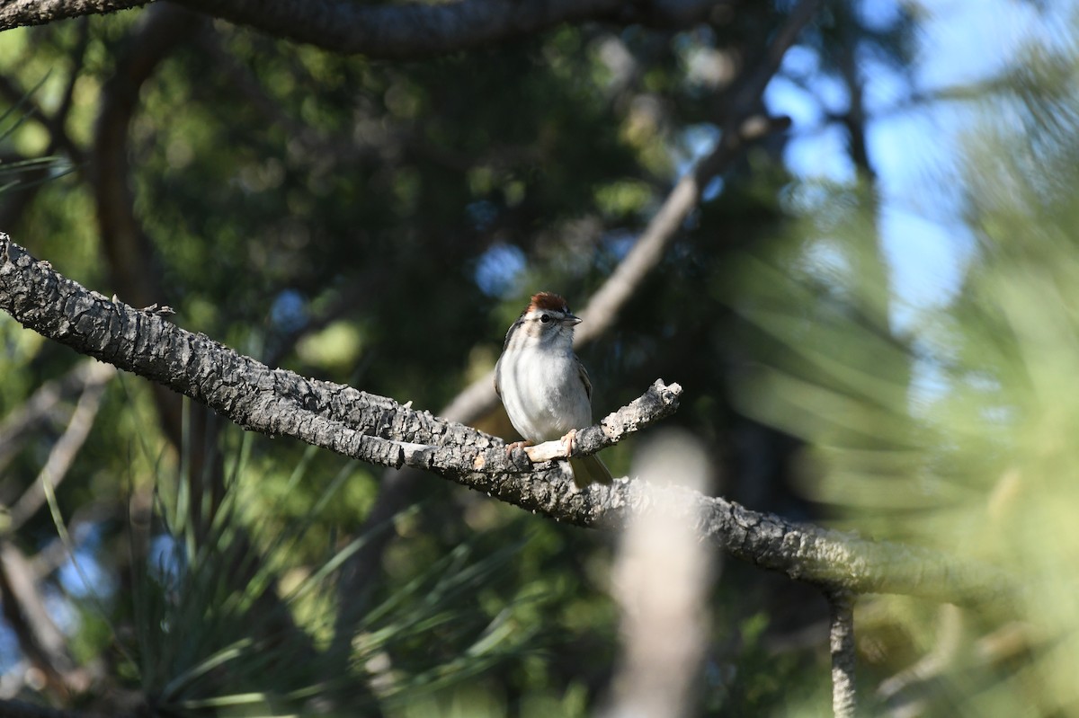 Chipping Sparrow - ML618985018