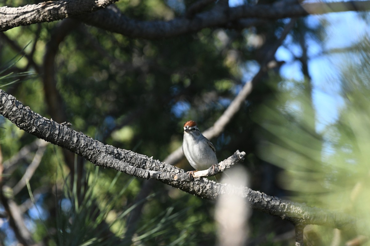 Chipping Sparrow - ML618985019