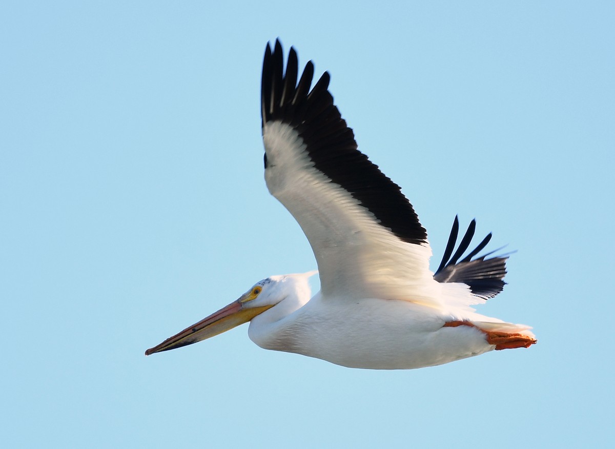 American White Pelican - ML618985034