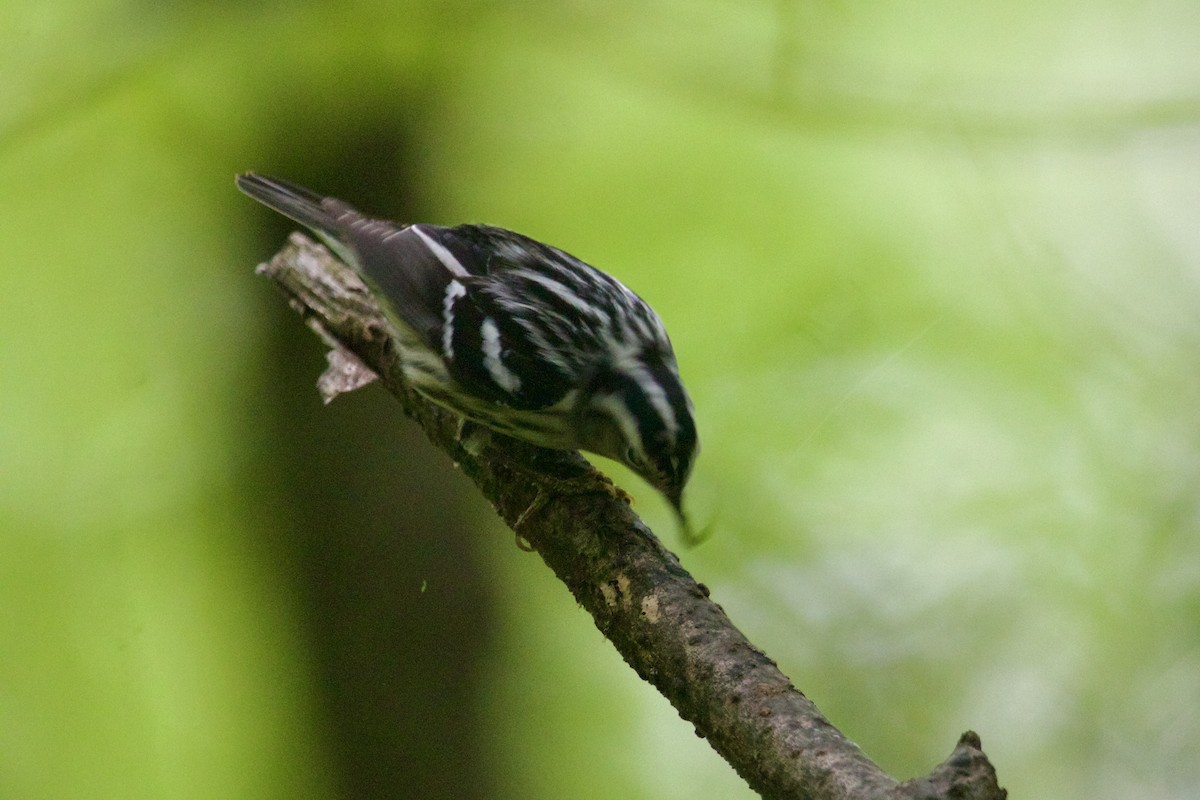 Black-and-white Warbler - ML618985059