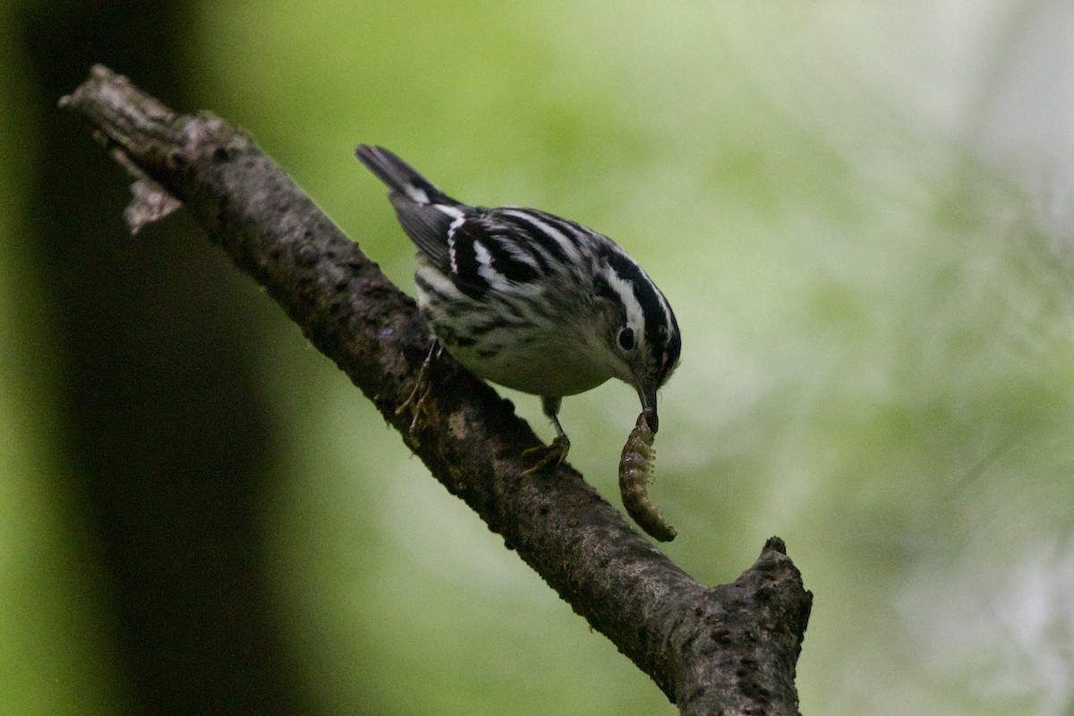 Black-and-white Warbler - ML618985060