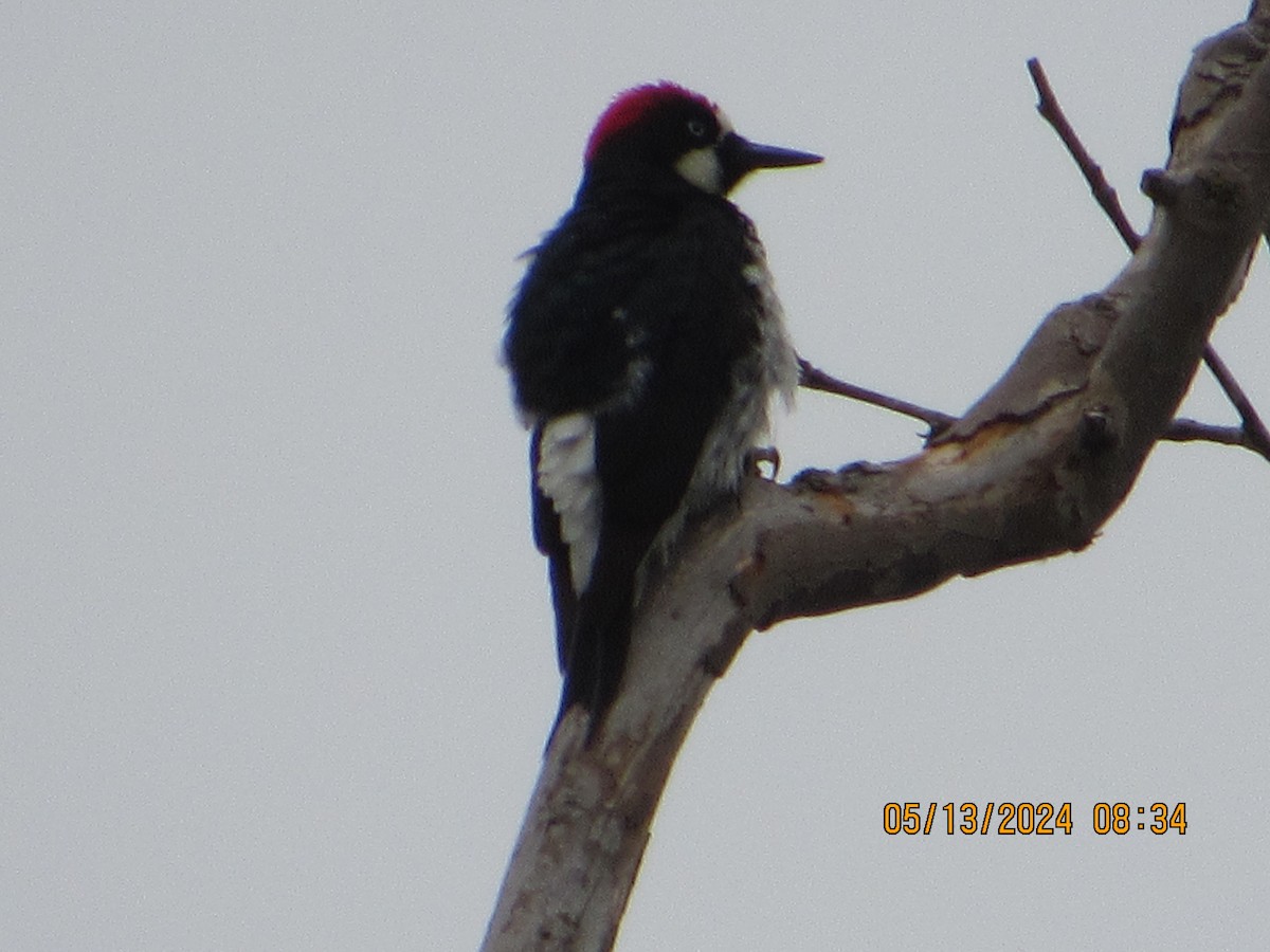 Acorn Woodpecker - ML618985075