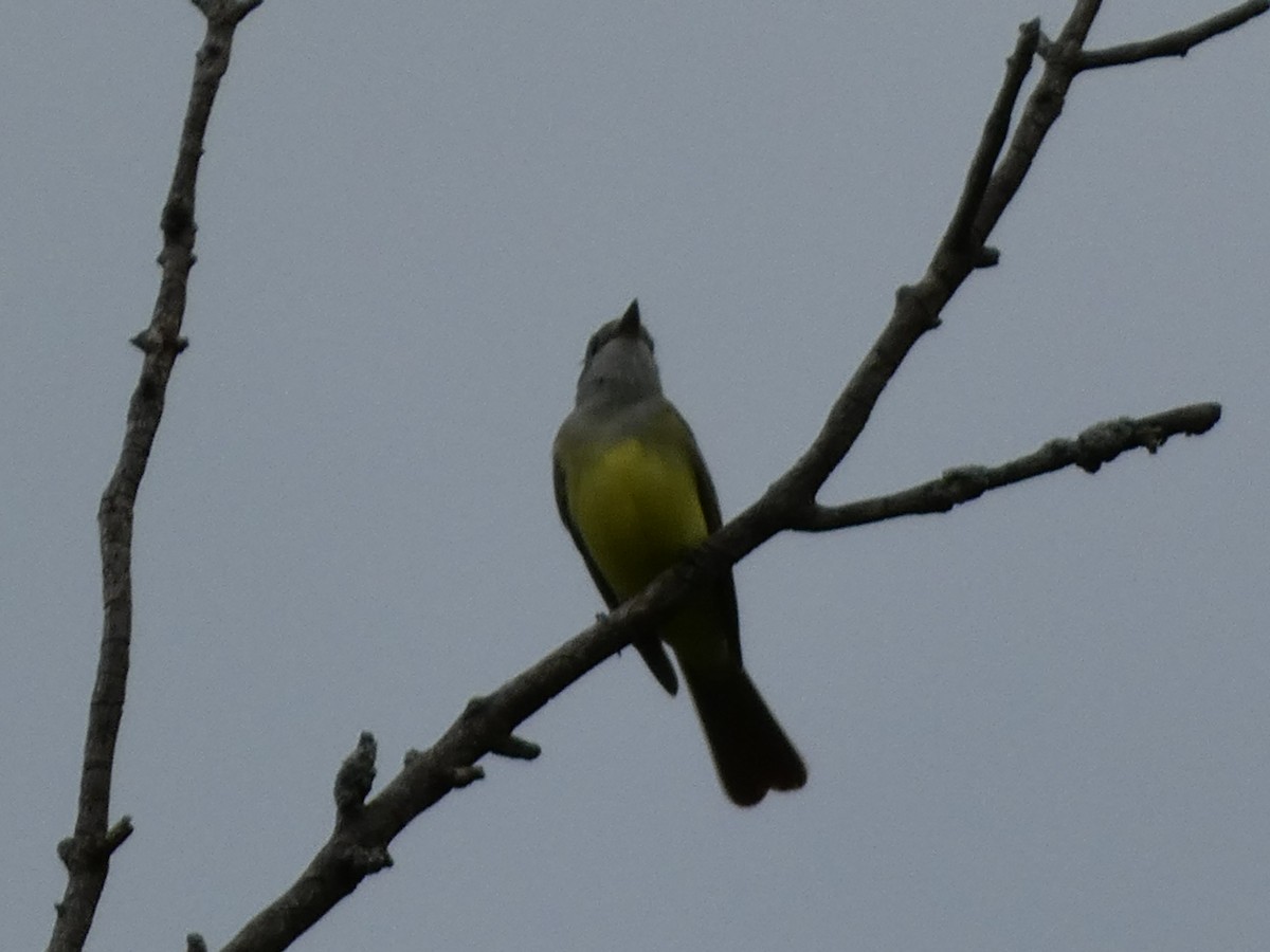 Great Crested Flycatcher - Leslie Andrich