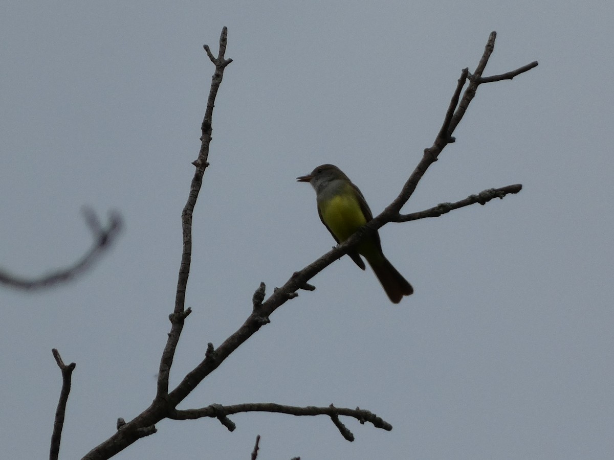 Great Crested Flycatcher - ML618985108