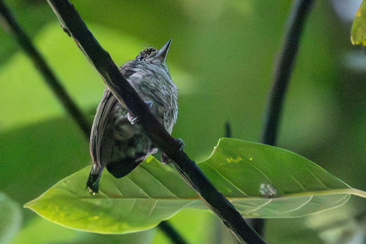 Scaled Piculet (Scaled) - ML618985114