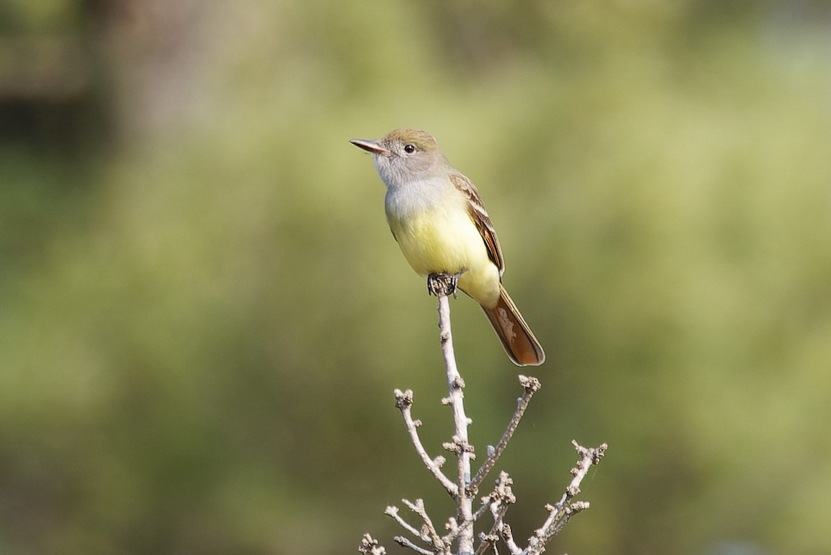 Great Crested Flycatcher - ML618985116