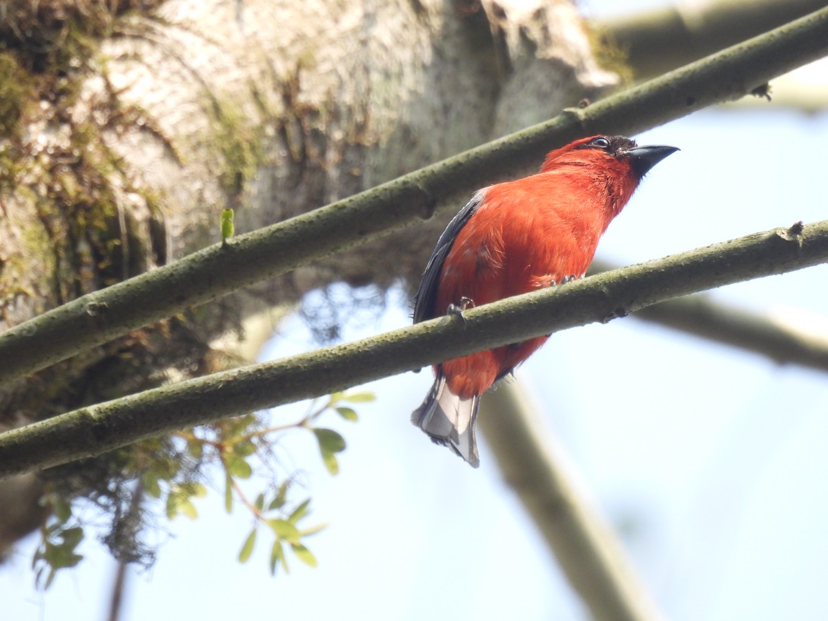 White-winged Tanager - ML618985131