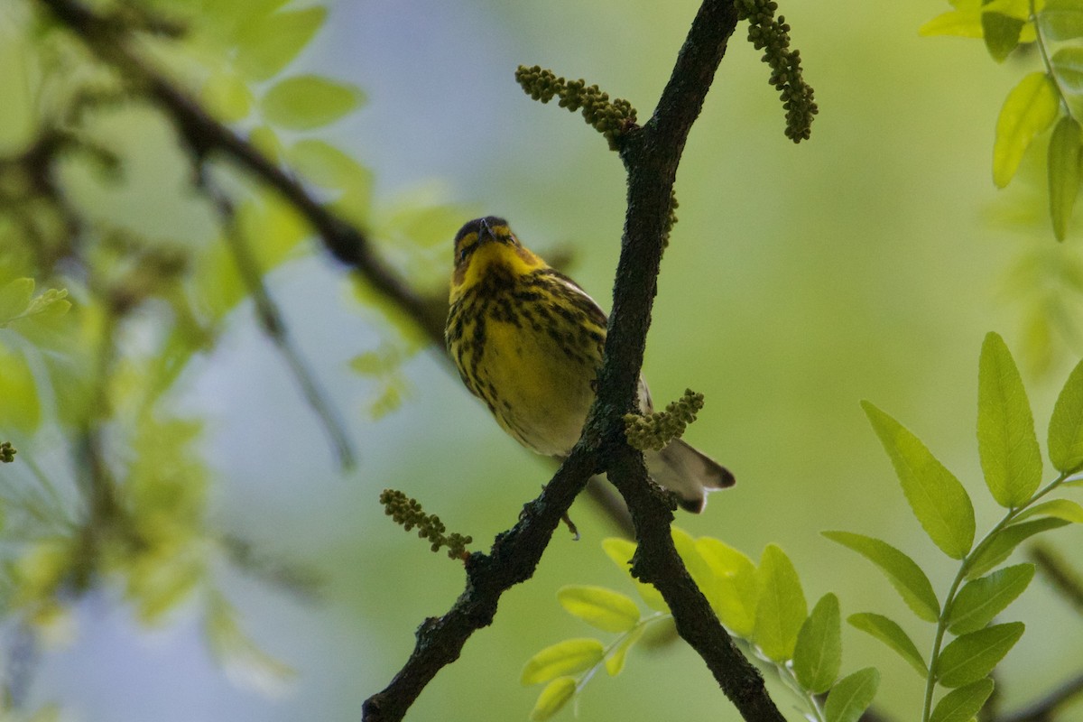 Cape May Warbler - ML618985160