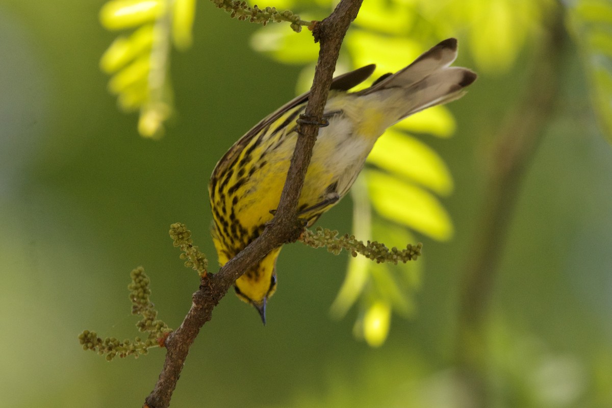 Cape May Warbler - ML618985162