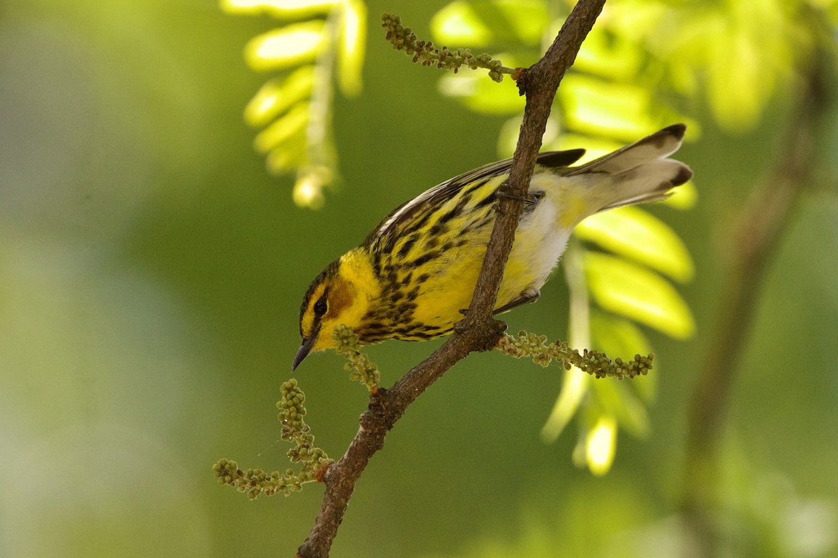 Cape May Warbler - ML618985164