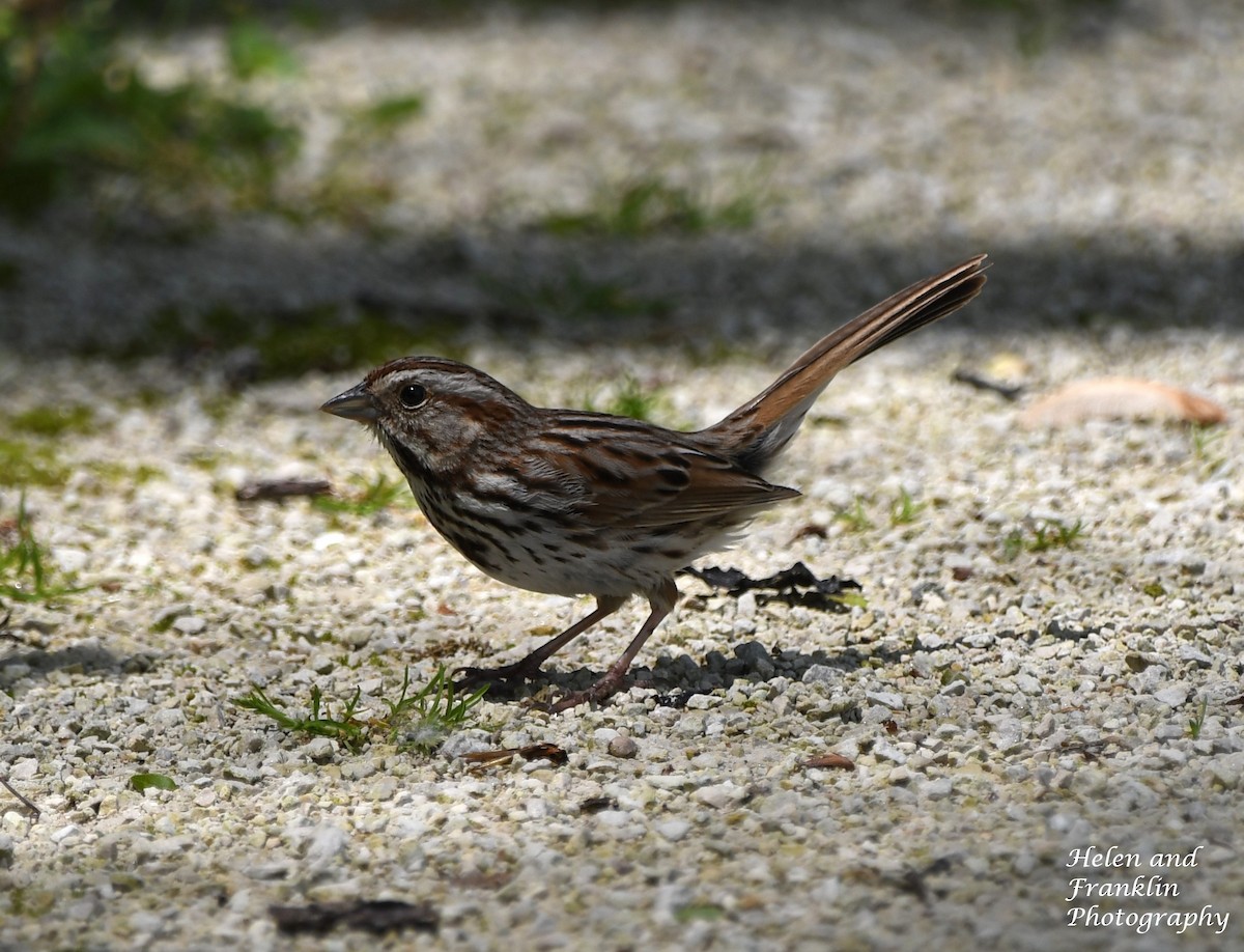 Song Sparrow - Helen and Franklin Chow