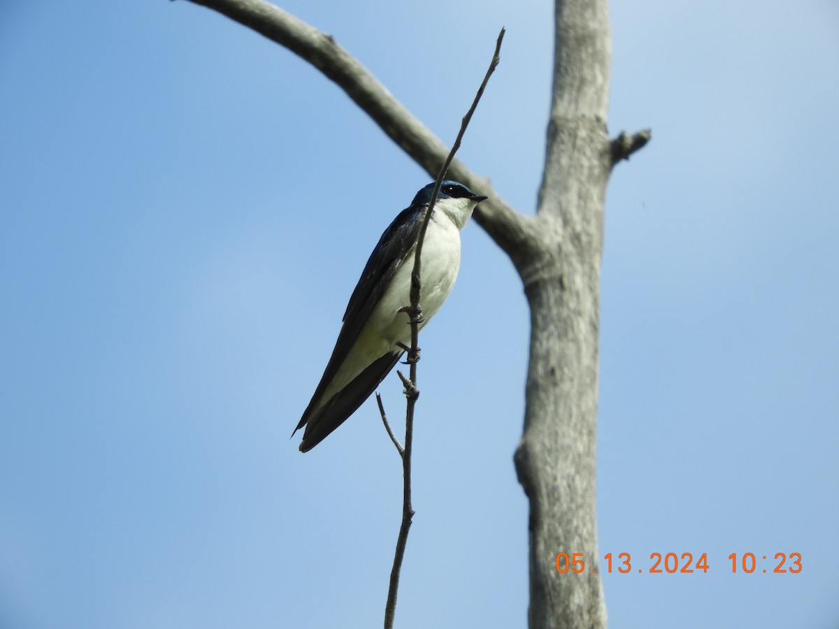 Tree Swallow - ML618985237