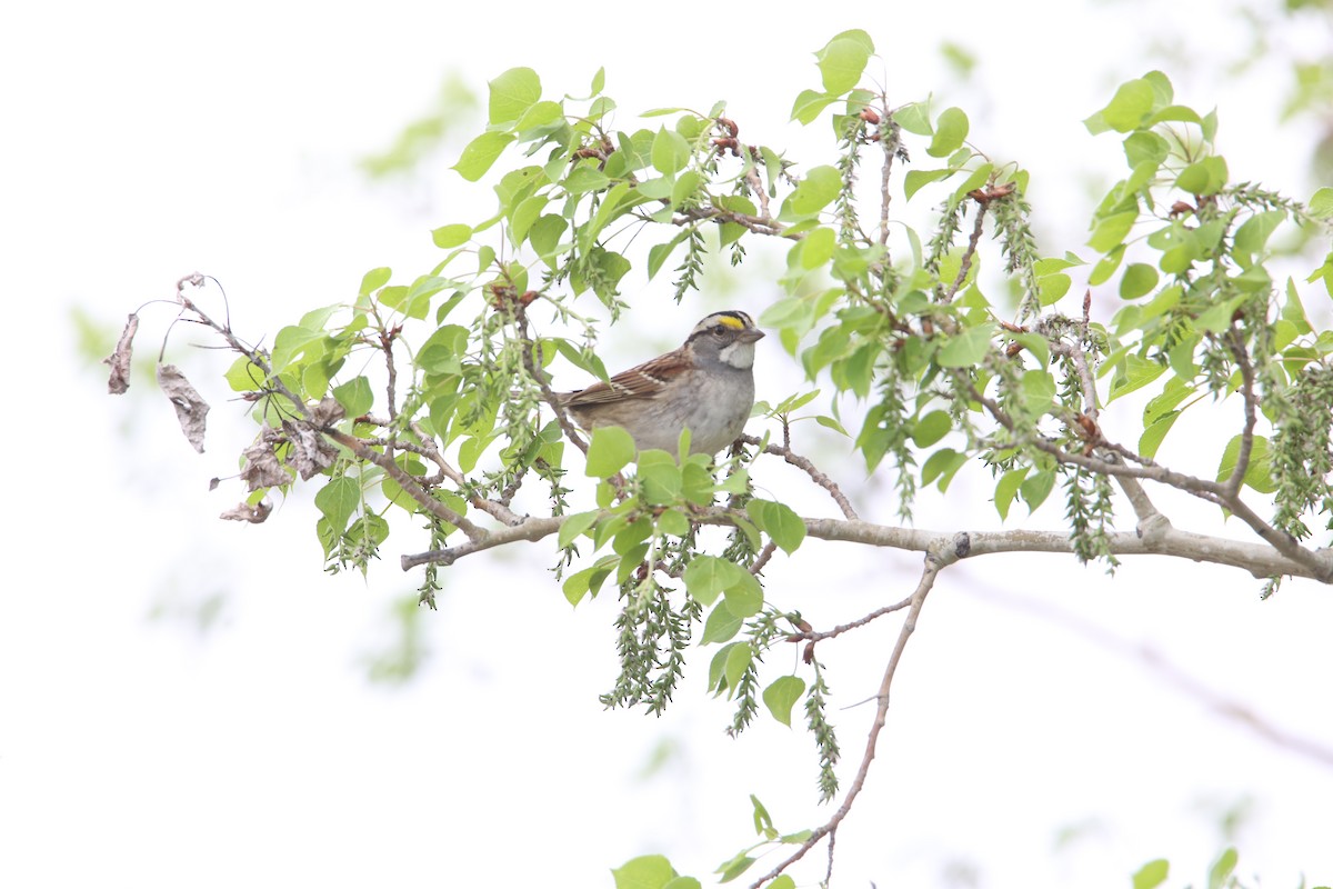 White-throated Sparrow - ML618985241