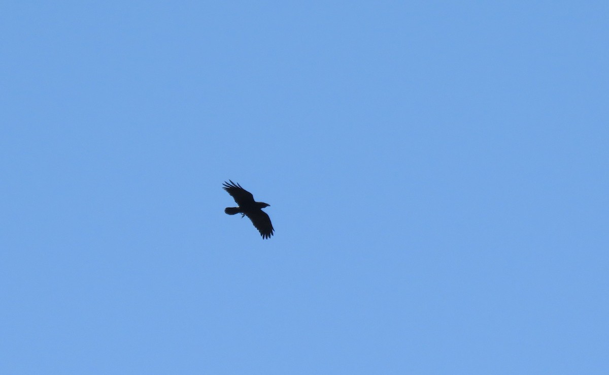 Brown-necked Raven - ML618985249