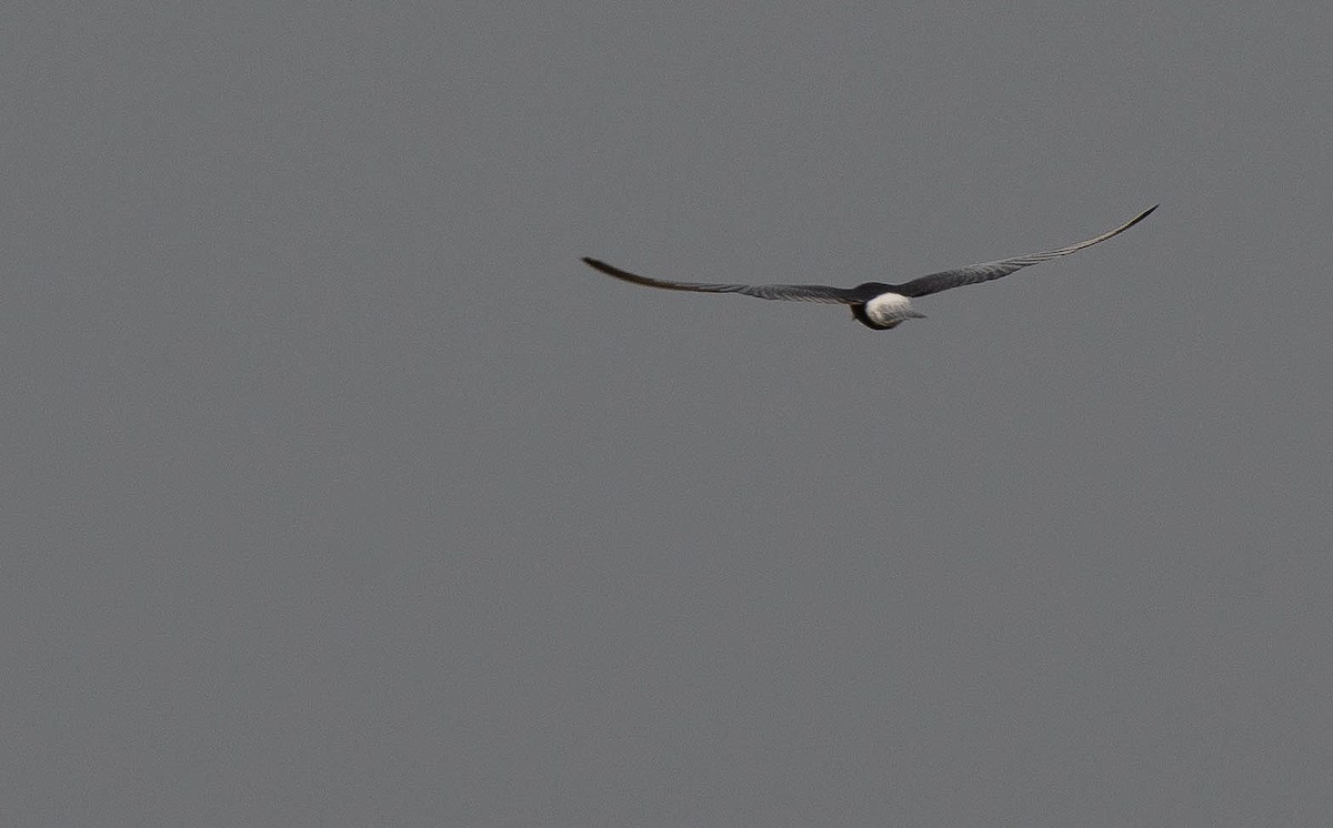 White-winged Tern - ML618985275